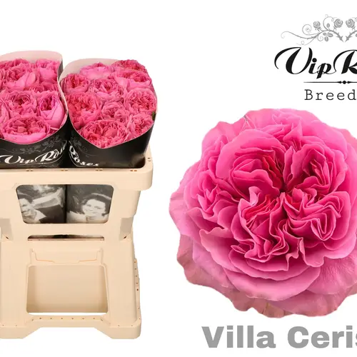 Rose rosa Villa Cerise gefüllt 50cm
