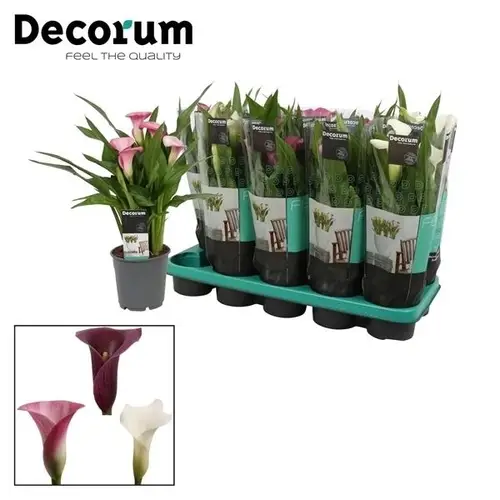 Calla mix Sweet T12 H035