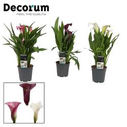 Calla mix Sweet T12 H035