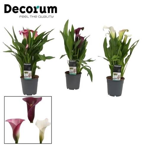 Calla mix Sweet T12 H035