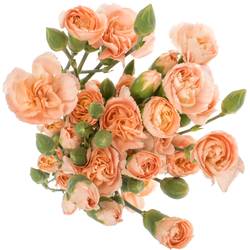 Spraynelke apricot Hammada 60cm