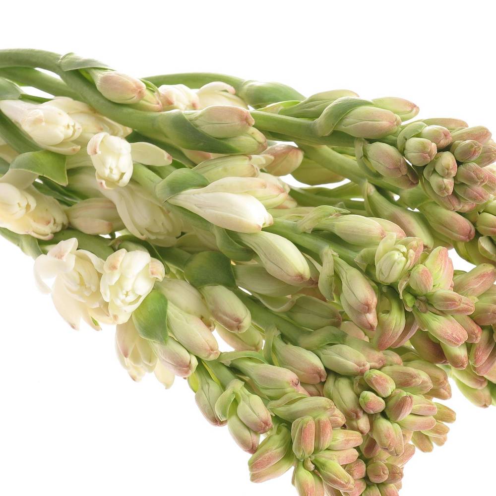 Tubarosa creme Elvy Ivory 70cm