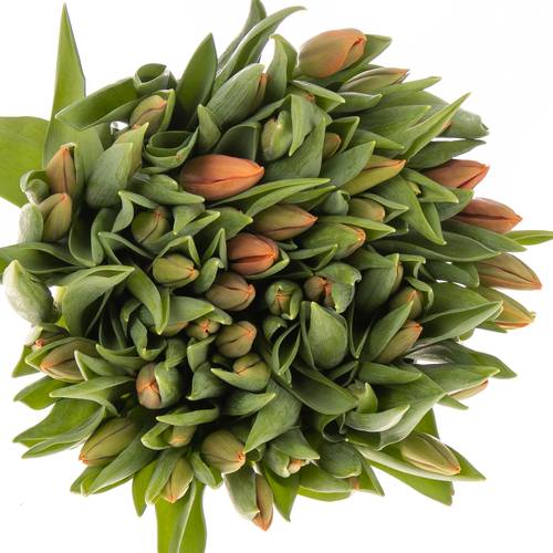 Tulpe orange Amalia 28 Gramm