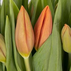 Tulpe orange Amalia 28 Gramm