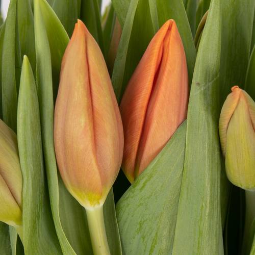 Tulpe orange Amalia 28 Gramm