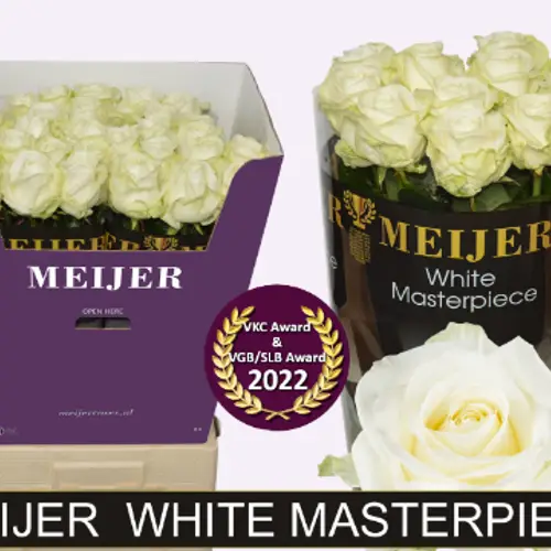 Rose creme/weiss Avalanche (Meijer) 80cm