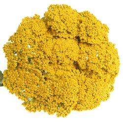 Achillea gelb Parker 80cm