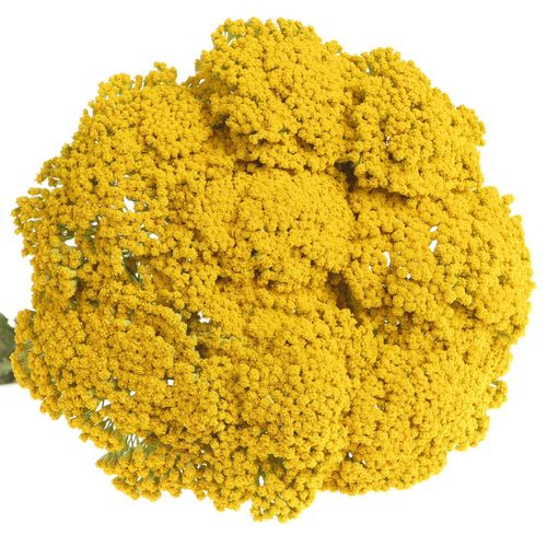 Achillea gelb Parker 80cm