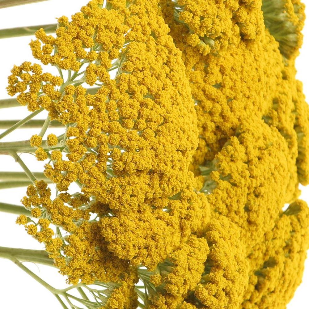 Achillea gelb Parker 80cm