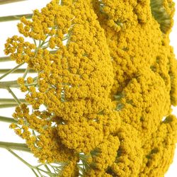 Achillea gelb Parker 80cm