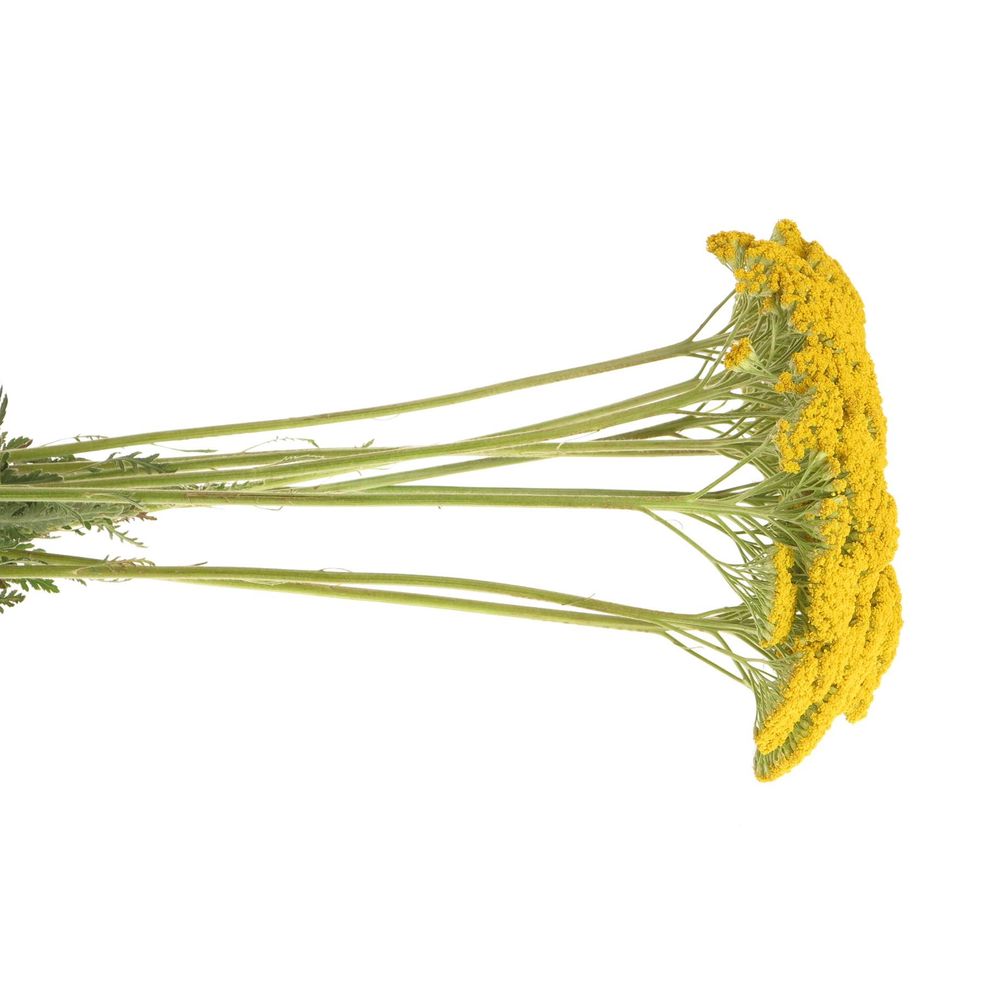 Achillea gelb Parker 80cm