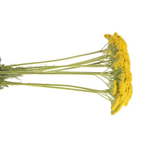 Achillea gelb Parker 80cm