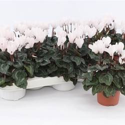 Cycl.weiss Mini T09 H017