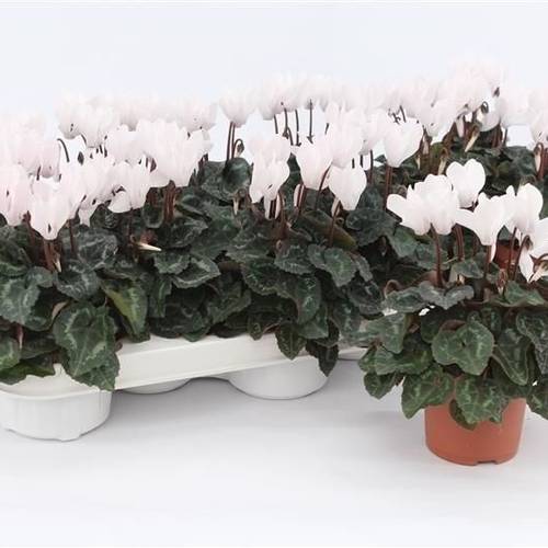 Cycl.weiss Mini T09 H017