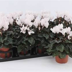 Cycl.weiss Mini T09 H017