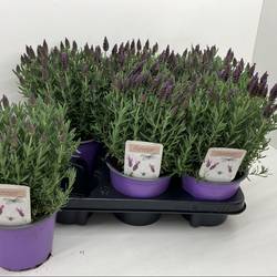 Lavendel Stoechas purple T14 H025