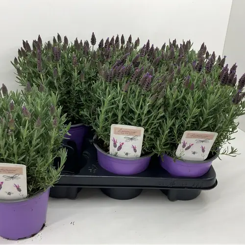 Lavendel Stoechas purple T14 H025