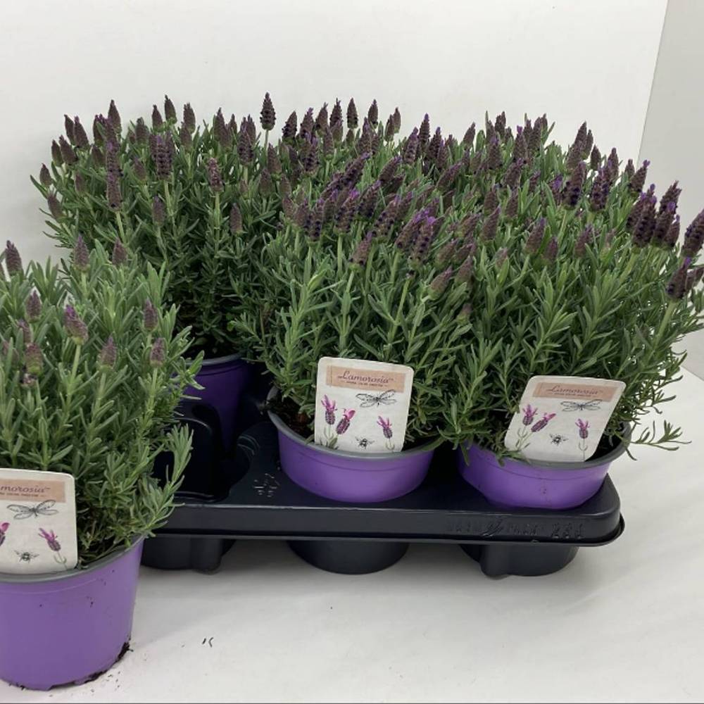 Lavendel Stoechas purple T14 H025