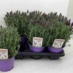 Lavendel Stoechas purple T14 H025