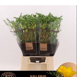Freesie gelb Valerie 20 Gramm