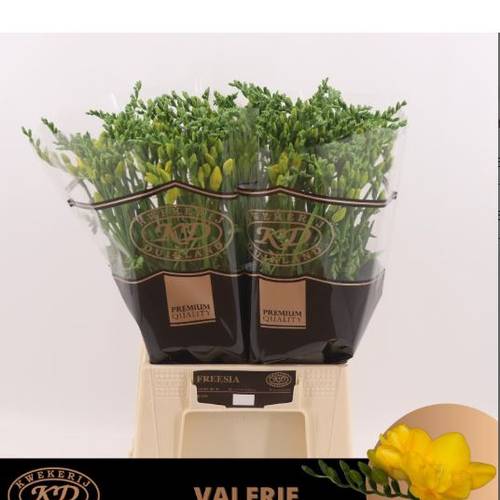 Freesie gelb Valerie 20 Gramm
