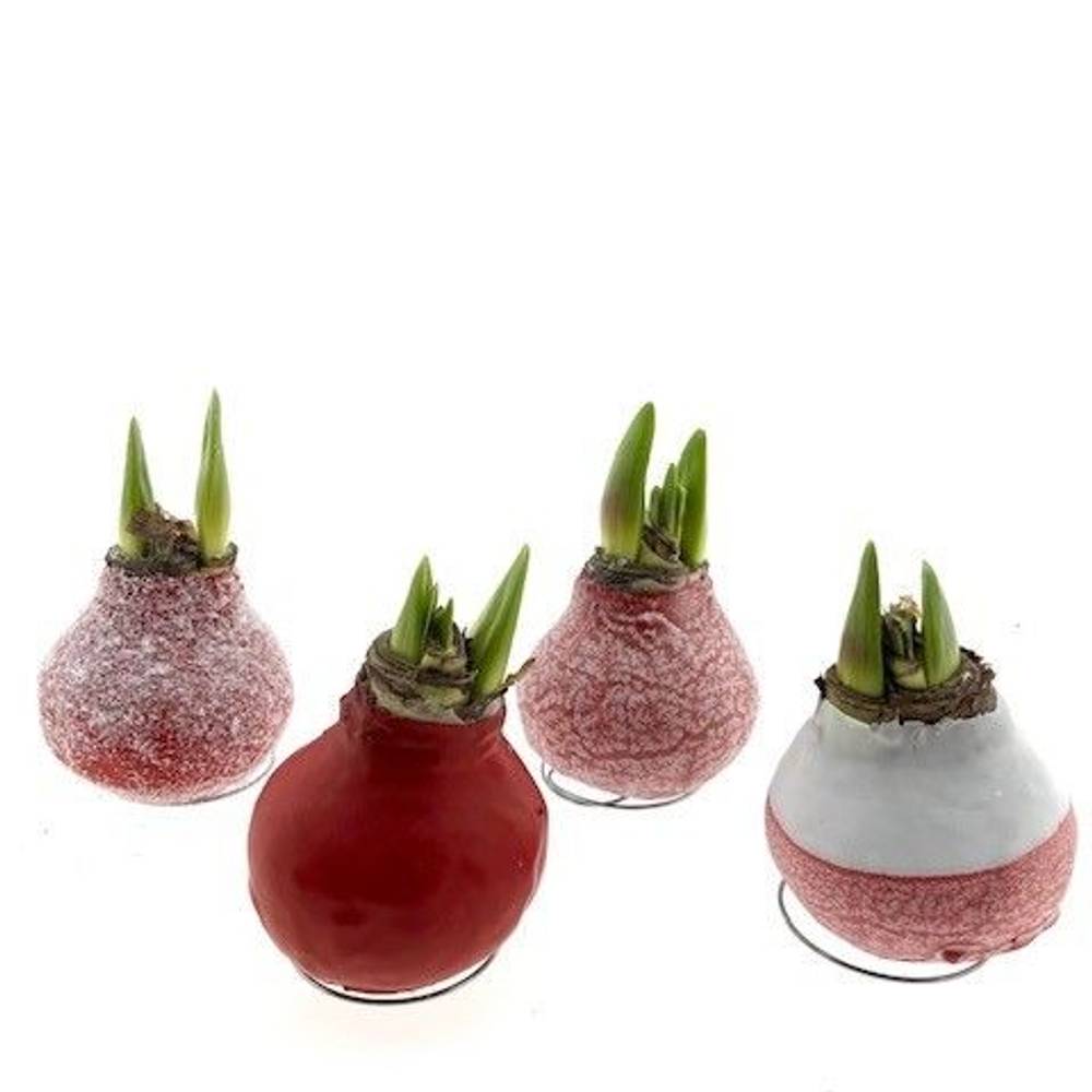 Amar.Bol Wachs Mixtures mix rot rote Bl. 32cm H015