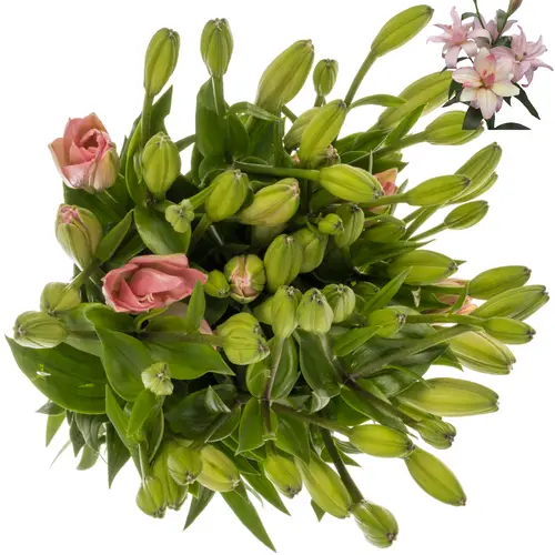 Lilie asiatisch hell rosa Gefüllt Cotton Candy 4+Blüte 85cm