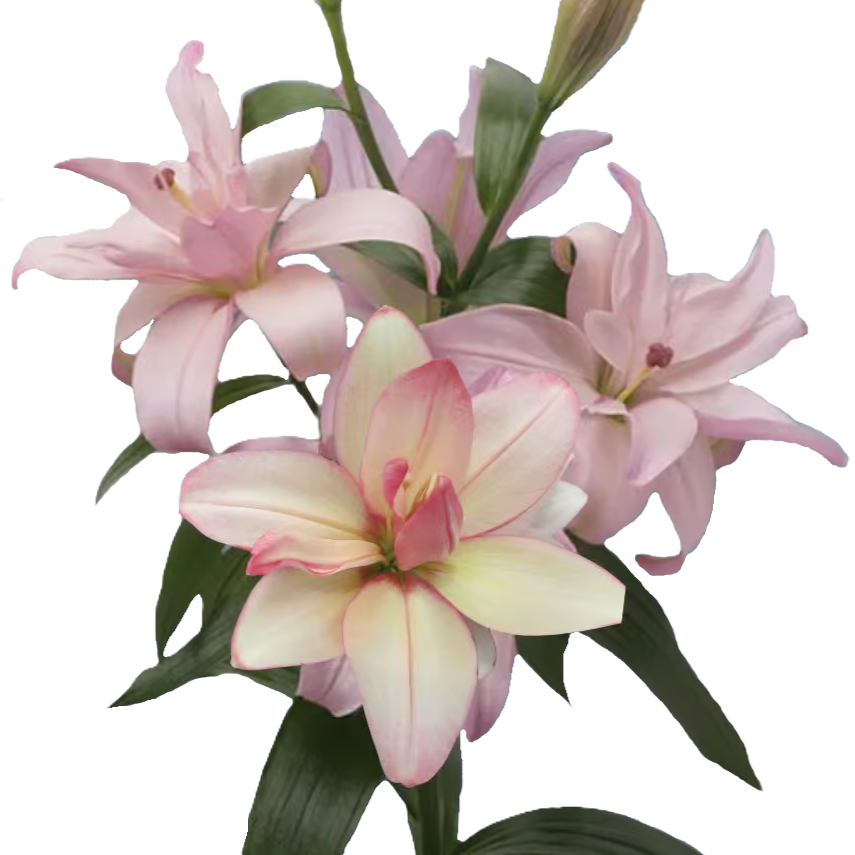 Lilie asiatisch hell rosa Gefüllt Cotton Candy 4+Blüte 85cm