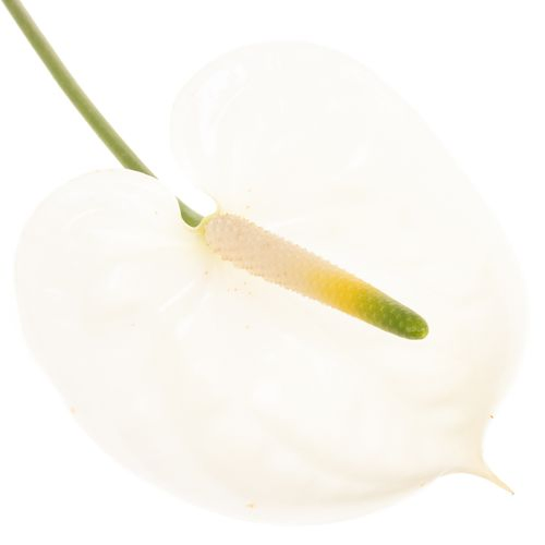 Anthurium weiss Adina Blüte 9cm