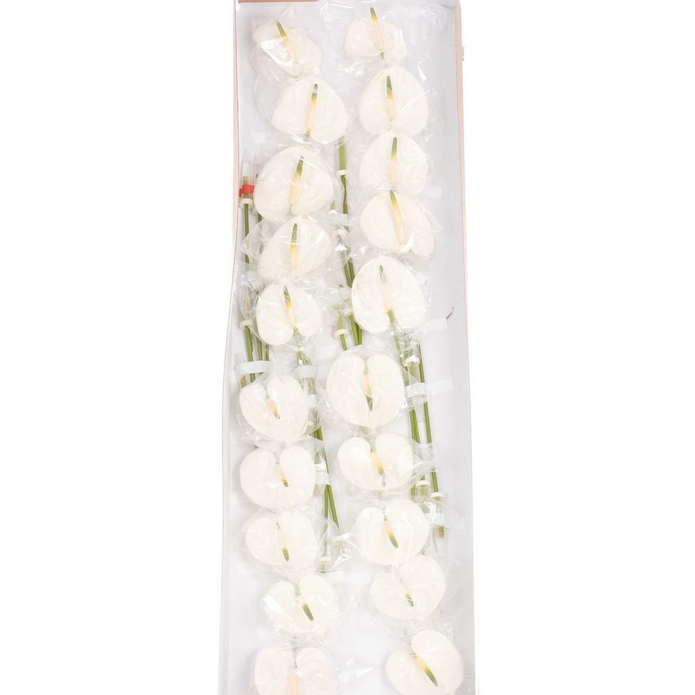 Anthurium weiss Adina Blüte 9cm