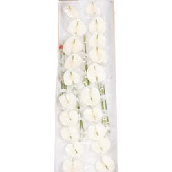 Anthurium weiss Adina Blüte 9cm