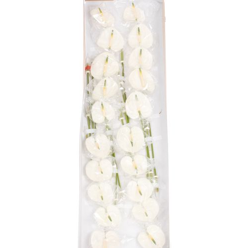 Anthurium weiss Adina Blüte 9cm