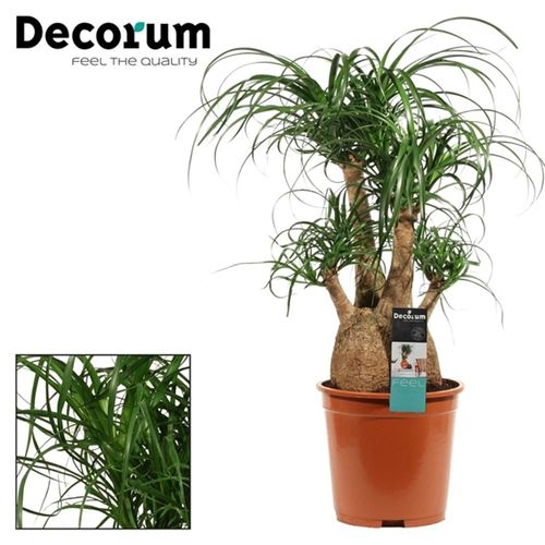 Beaucarnea Verzweigt T27 H75