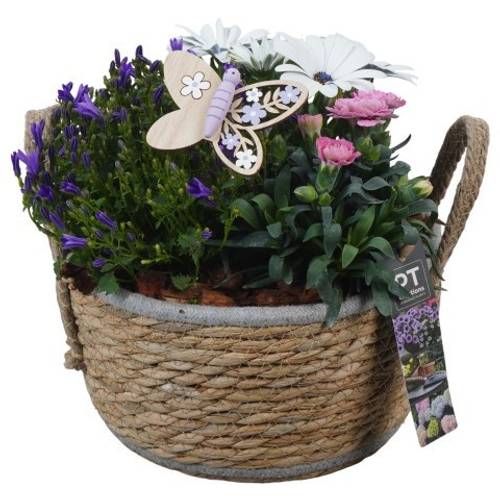 Garten.Arr PTPP6940 T22 H024