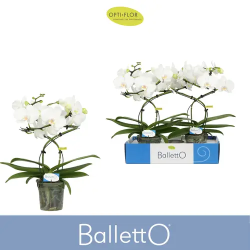 Phal.2-R weiss Wing Balletto T12 H040