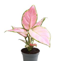Aglaonema Commutatum Zirkon rot T06 H10
