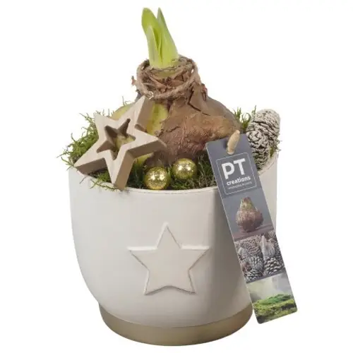 Amaryl.Arr PTACH5804 rote Bl. Weihnachten T13 H025