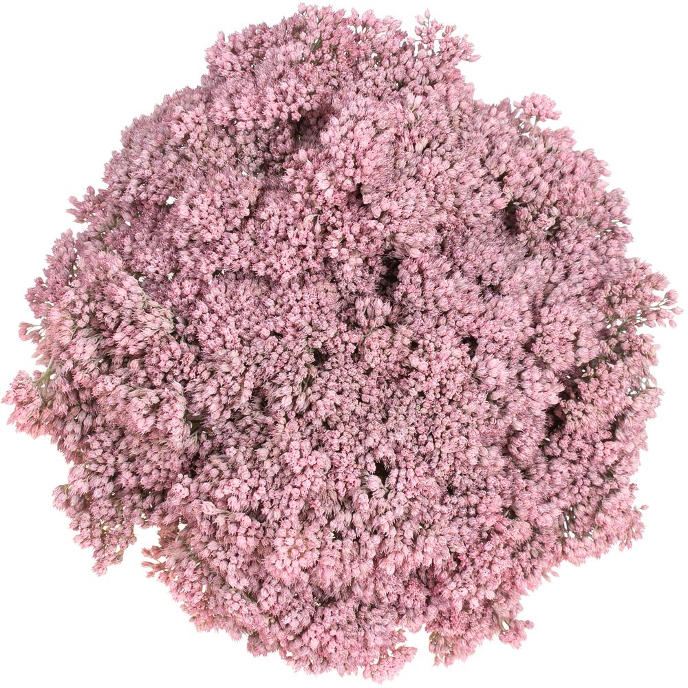 Sedum rosa hell gefärbt 50cm