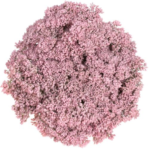 Sedum rosa hell gefärbt 50cm