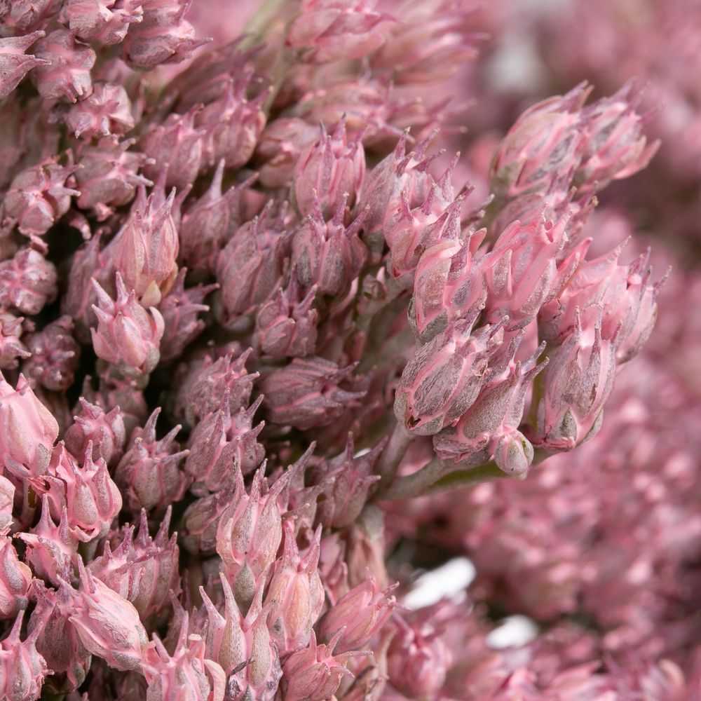 Sedum rosa hell gefärbt 50cm