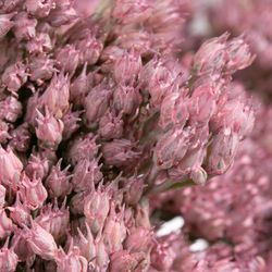 Sedum rosa hell gefärbt 50cm