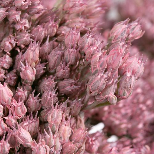 Sedum rosa hell gefärbt 50cm