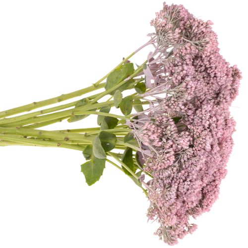 Sedum rosa hell gefärbt 50cm