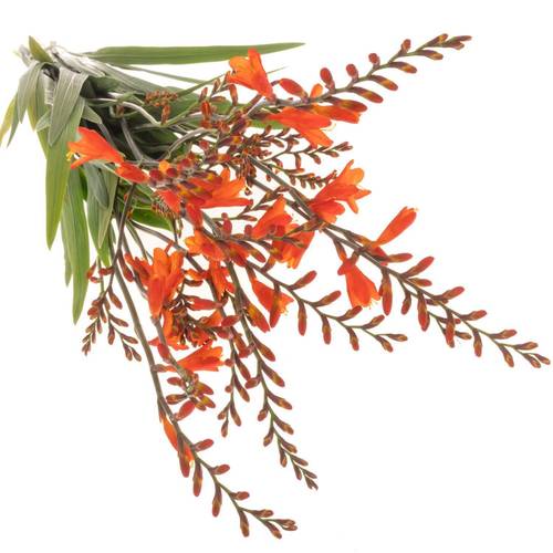 Montbretie orange Emily McKenzie 80cm