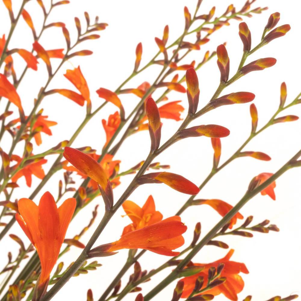 Montbretie orange Emily McKenzie 80cm