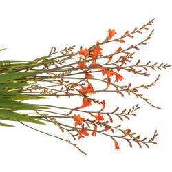 Montbretie orange Emily McKenzie 80cm