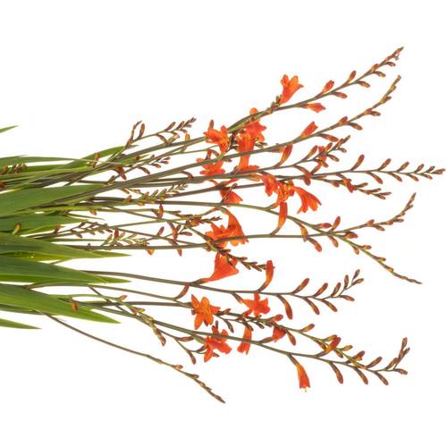 Montbretie orange Emily McKenzie 80cm