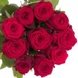 Rose rot Red Naomi (Meewisse) 70cm