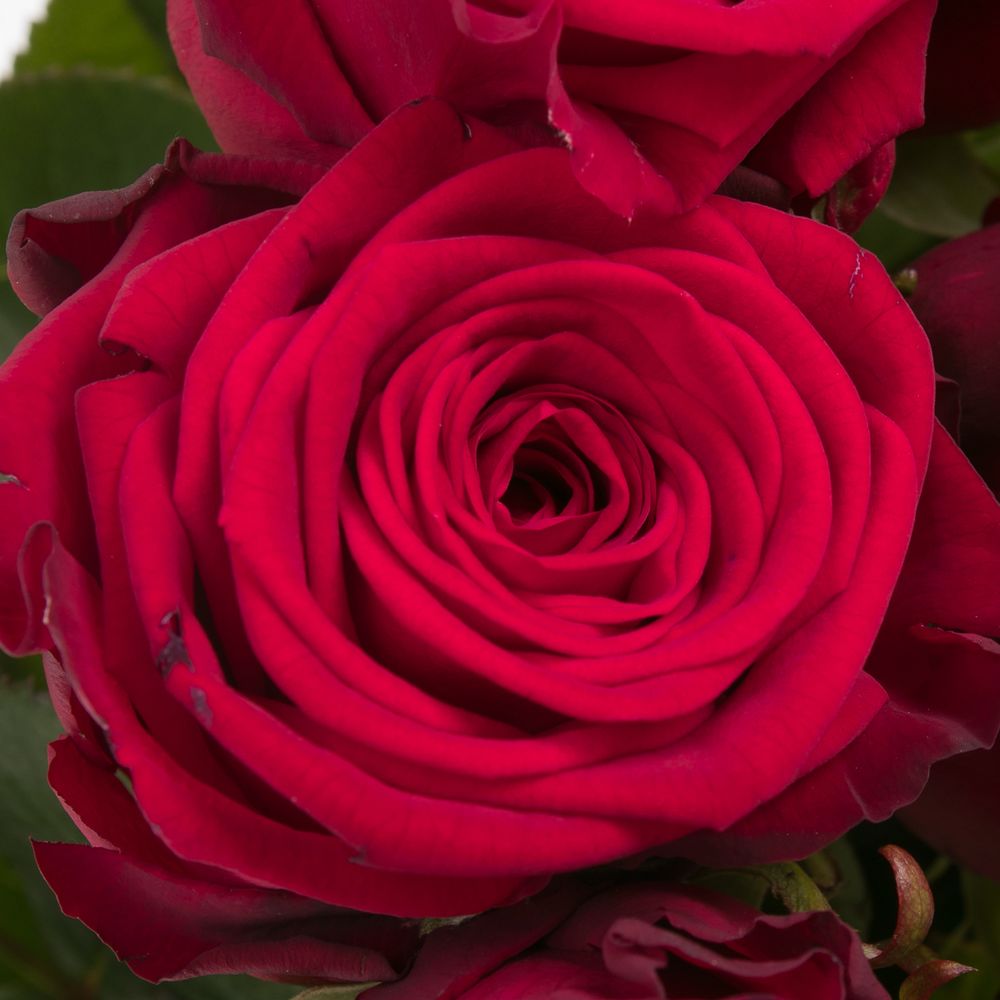 Rose rot Red Naomi (Meewisse) 70cm