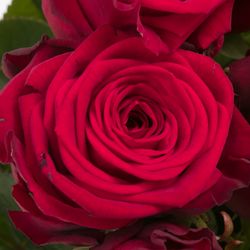 Rose rot Red Naomi (Meewisse) 70cm